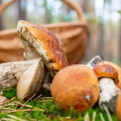 Gdzie na grzyby z noclegiem? Odkryj najlepsze miejsca na wypoczynek