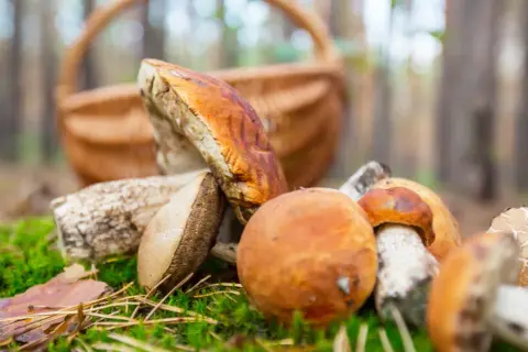 Gdzie na grzyby z noclegiem? Odkryj najlepsze miejsca na wypoczynek